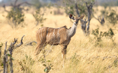 Naklejka na ściany i meble Female greater Kudu in Namibia