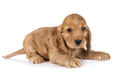 puppy cocker spaniel