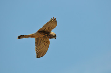 faucon crécerelle