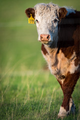 Fototapeta premium Spring Calf