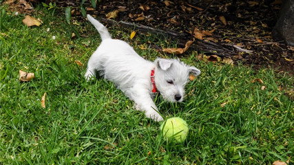 Puppy dog playing with tennis ball: west highland white terrier westie having fun on grass in garden