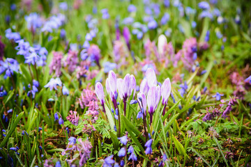 Crocus on flower bed