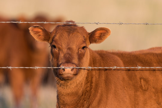 Spring Calf