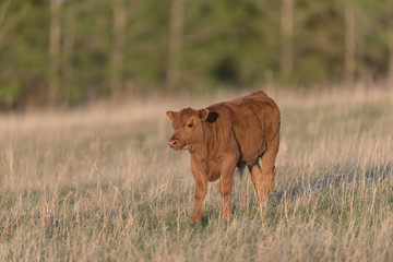 Spring Calf