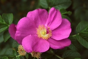 pink flower of Rosa Canina