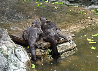 Close up Three Wet Asian Small-Clawed Otters on Nature Background