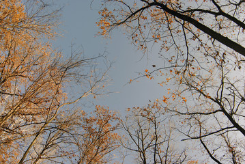 Autumn trees in the sky above the sky