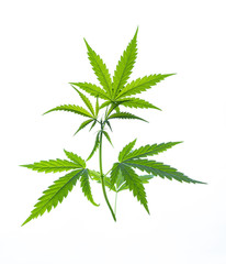 Wild marijuana plant isolated on the white background