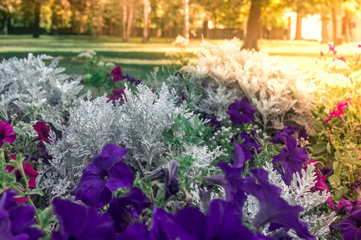blue and white flowers on a sunny day