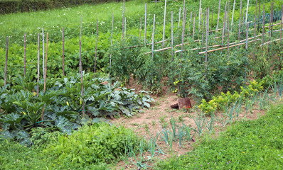 Naklejka na ściany i meble large vegetable garden with tomato and zucchini cultivation