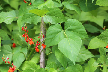 red flowers of the bean plants in the vegetable garden and the h