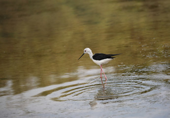 young bird called black-winged stilt goes hunting for fish