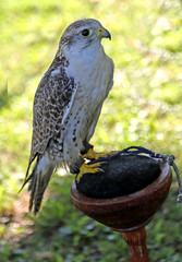 young falcon peregrine