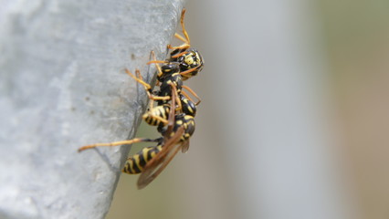 Wespen auf Metall