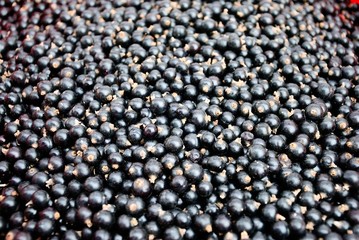 Organic blackcurrants (Ribes nigrum) at the farmers market