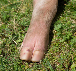 Pig leg in grass