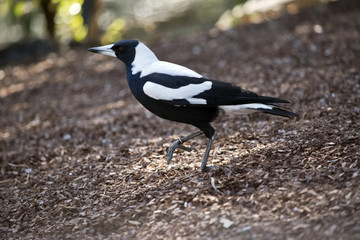 magpie