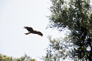 black kite