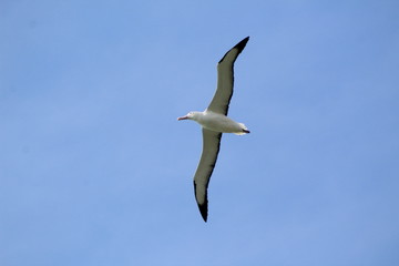 Royal Southern Albatross 1