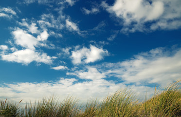 Obraz premium dune grass