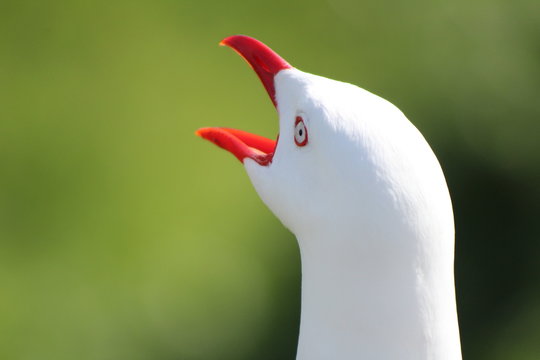 Squawk Squawk Squawk Bilder – Durchsuchen 2,980 Archivfotos, Vektorgrafiken und ...
