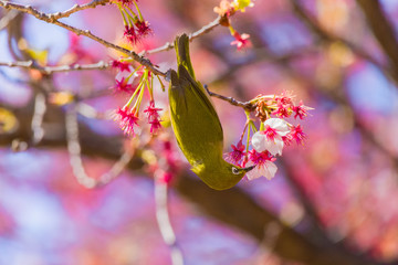 Japanese White-eye.The background is cherry blossoms(Japanese name is Kanzakura). Located in Tokyo Prefecture Japan.