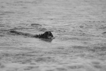 Fototapeta premium Dog swimming through ocean water with ball in mouth