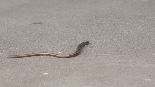 Slowworm on the way in the nature