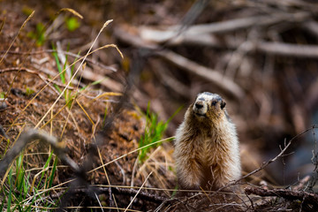 Wild Marmot