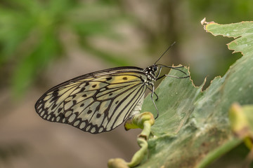 edelfalter