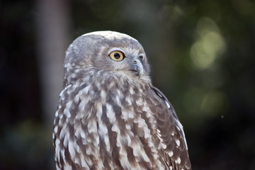 barking owl