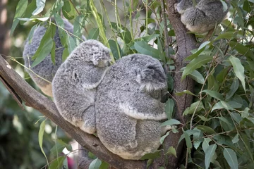 Crédence de cuisine en verre imprimé Koala koala and joey