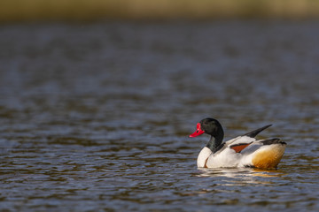 Tadorne de Belon - Tadorna tadorna - Common Shelduck