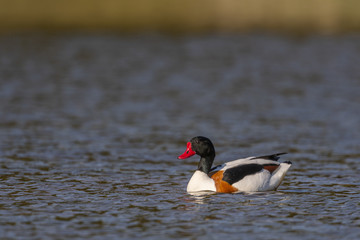 Tadorne de Belon - Tadorna tadorna - Common Shelduck