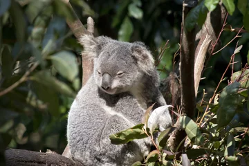 Crédence de cuisine en verre imprimé Koala koala