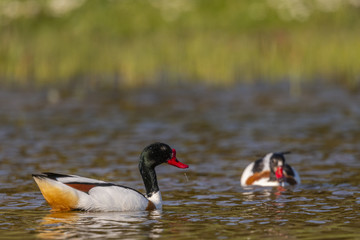 Tadorne de Belon - Tadorna tadorna - Common Shelduck
