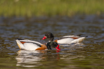 Tadorne de Belon - Tadorna tadorna - Common Shelduck
