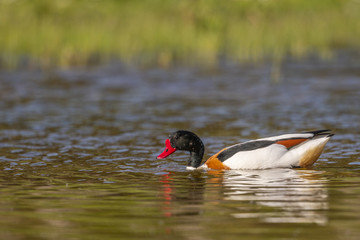 Tadorne de Belon - Tadorna tadorna - Common Shelduck