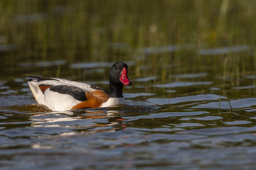 Tadorne de Belon - Tadorna tadorna - Common Shelduck