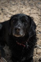 Adorable wet and sandy dog looking up, portrait at beach