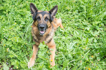 Dog German Shepherd on green grass in a summer day