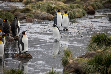 penguin in the arctic