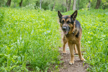 Naklejka na ściany i meble Dog German Shepherd on green grass in a summer day