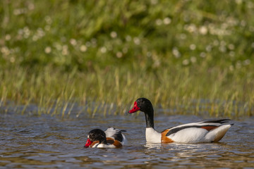 Tadorne de Belon - Tadorna tadorna - Common Shelduck