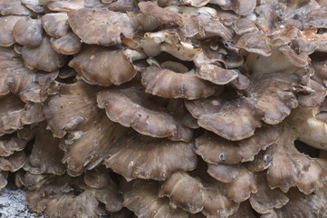 Grifola frondosa, edible polyporus mushroom