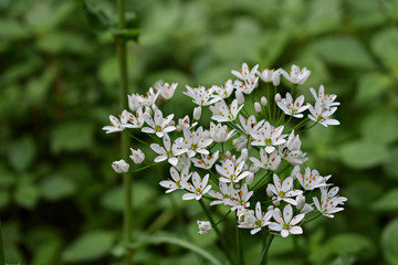 Fototapeta premium blooming ransom meadow in forest - natural wild garlic in bright sunny light