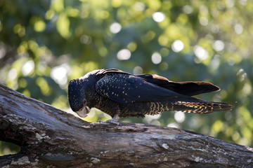 red tailed black cockatoo