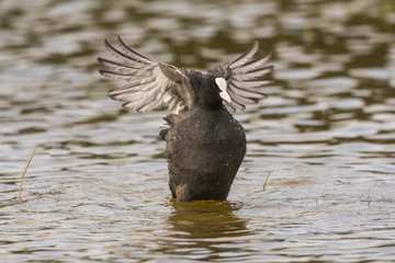 Foulque macroule (Fulica atra - Eurasian Coot) au bain.