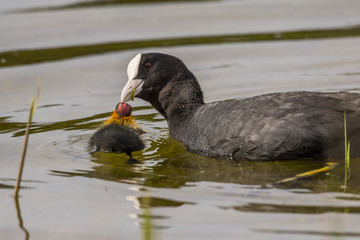 Foulque macroule (Fulica atra - Eurasian Coot)