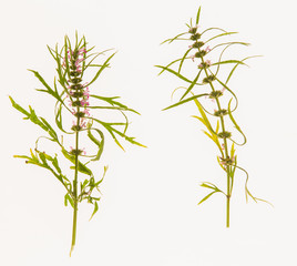 leaves, plants, and grasses on the white background